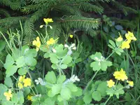 PICT0008.webp