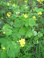 PICT0009.webp