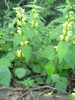 PICT0010.webp