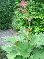 PICT0016.webp