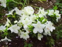 PICT0019.webp