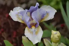 Alsterquelle.webp