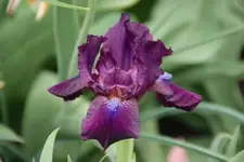 Unbekannt Frieda1.webp