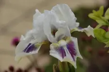 White Lady.webp