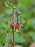 Bachnelkenwurz_2890.webp