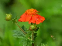 Nelkenwurz_2943.webp