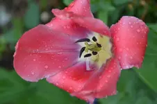 Tulpe_2848.webp