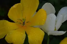 Tulpe_2872.webp