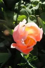 IMG_0761_1.webp