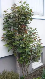 Rose.webp