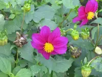 Bild 1085.webp