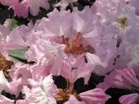 Bild 432.webp