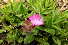 2014_0428Frühling0001 silene.webp