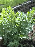 Gartenliebstöckel2.webp