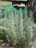 Gartenwermut.webp