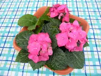 DSCF5153.webp