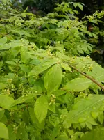 Roller und garten 007.webp