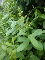 Roller und garten 009.webp