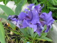 bunburry ruffles_1024x768.webp