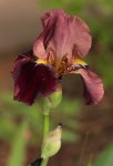 Iris 140428.jpg