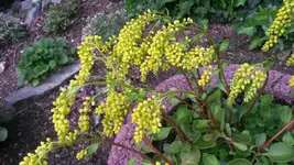 goldtröpfchen.webp