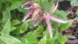octopus glockenblume (1).webp