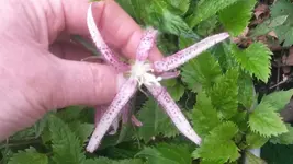 octopus glockenblume (2).webp