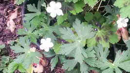 weisses geranium.webp