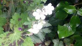 weisses geranium (2).webp