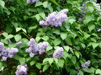 P1010540.webp