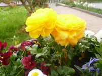 P1120109.webp