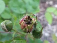 P1060241.webp