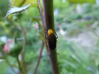 P1060280.webp