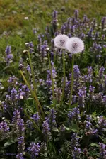 schoener_feind.webp