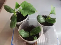 2014-04-29 Luffa.webp