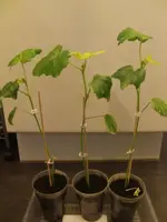 2014-04-29 Okra.webp