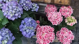 009.webp