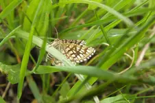 kl. schmetterl.webp