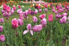 2014_0429Frühling0002.webp