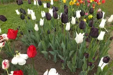 2014_0429Frühling0005.webp