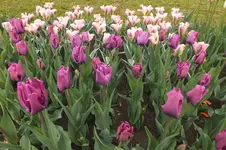 2014_0429Frühling0007.webp