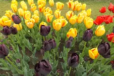 2014_0429Frühling0011.webp