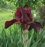 IMG_4710A.webp