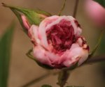 Rose unbekannt 140429.jpg