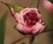 Rose unbekannt 140429.webp