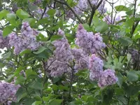 070.webp