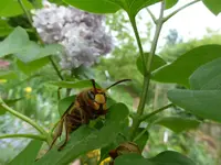 P1060411.webp