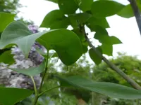 P1060417.webp
