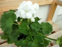 SAM_3758.webp