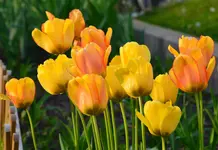 DSC_0017.webp